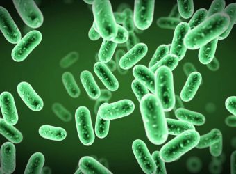 bacteria gut useful